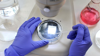Petri Dish Pipette Pink Flask Blue Gloves