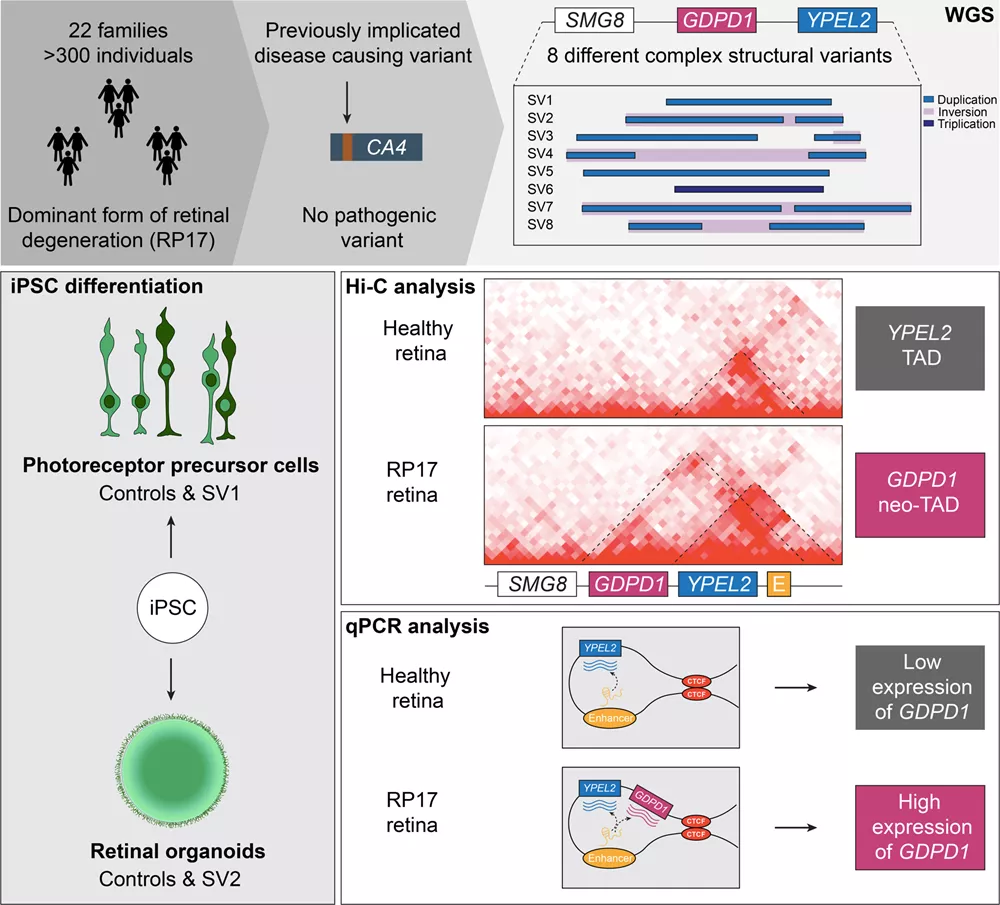 A graphic depicting the research. Previously implicated disease causing variant was CA4. No pathogenic variant. iPSC with an arrow directed to photoreceptor precursor cells, controls and SV1. Another arrow to retinal organoids, controls and SV2. Hi-C analysis. Two graphs show a healthy retina and RP17 retina. The RP17 retina has higher peaks. Another graphic depicting qPCR analysis. The healthy retina and the RP17 retina are identical except the former has low expression of GDPD1 and the latter has high.