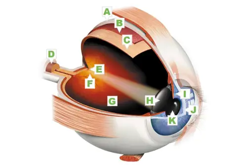 Understanding Vision Loss | Fight for Sight